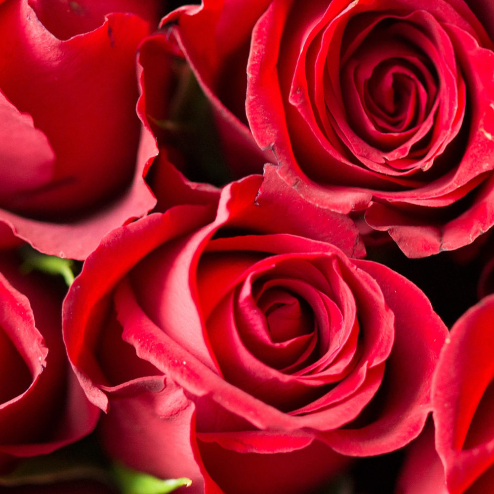 Cesta de Rosas Rojas