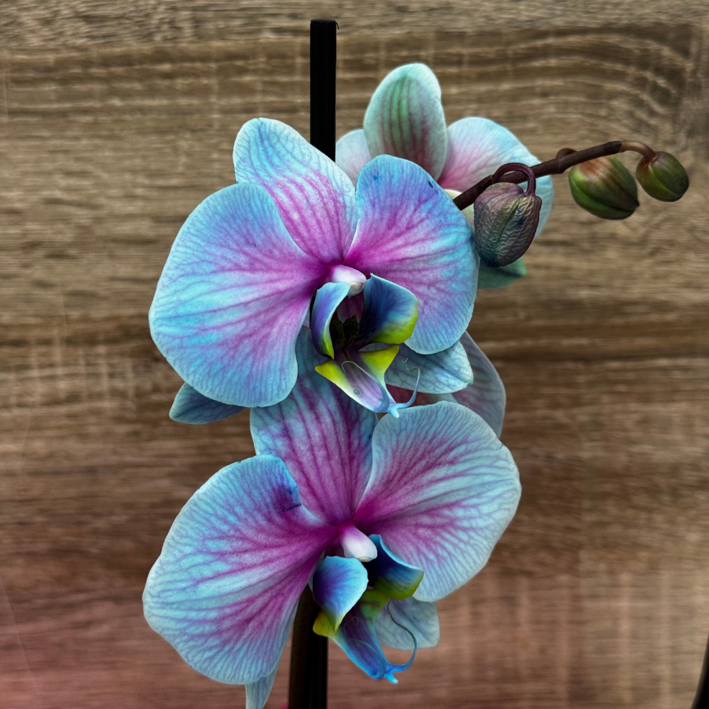 Orquidea Azul