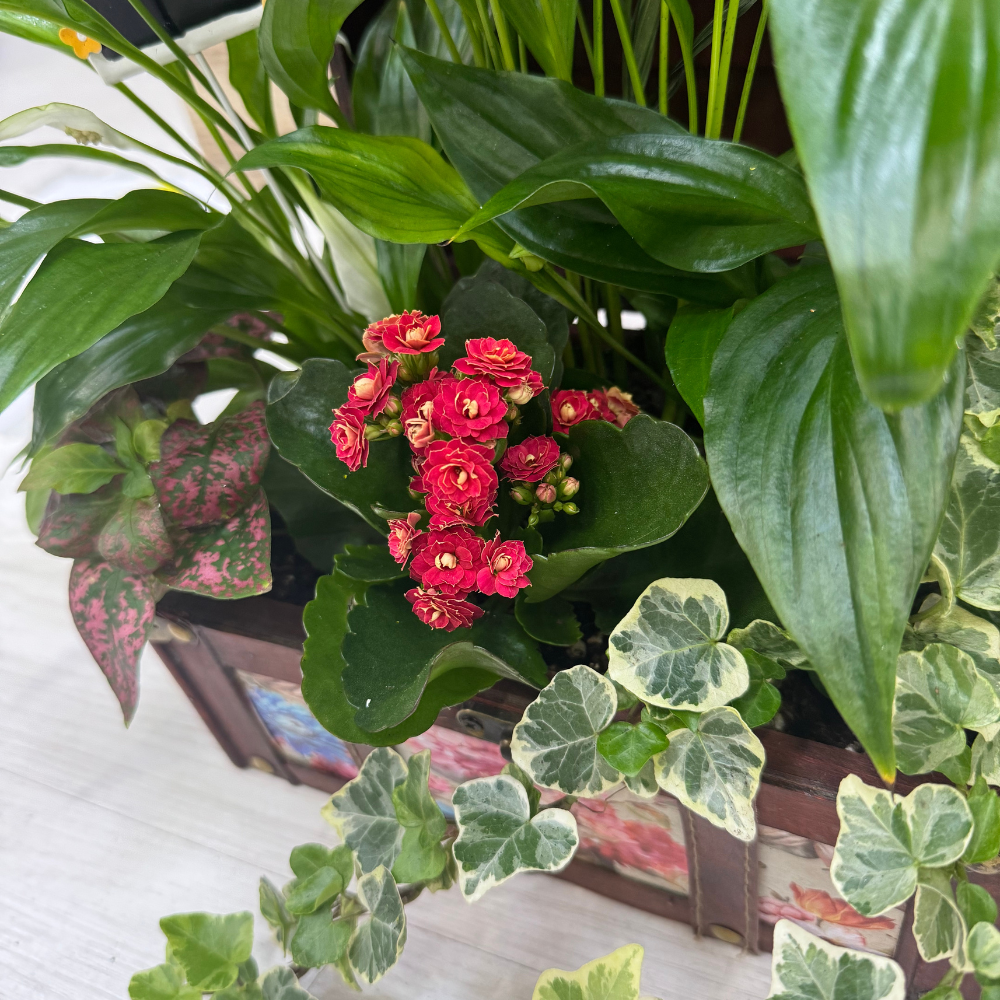 Centro de plantas Cofre