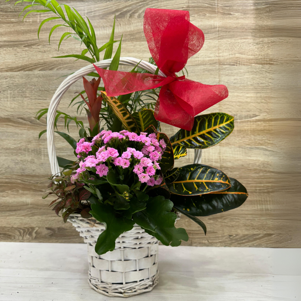 Cesta de plantas Lazo Rojo