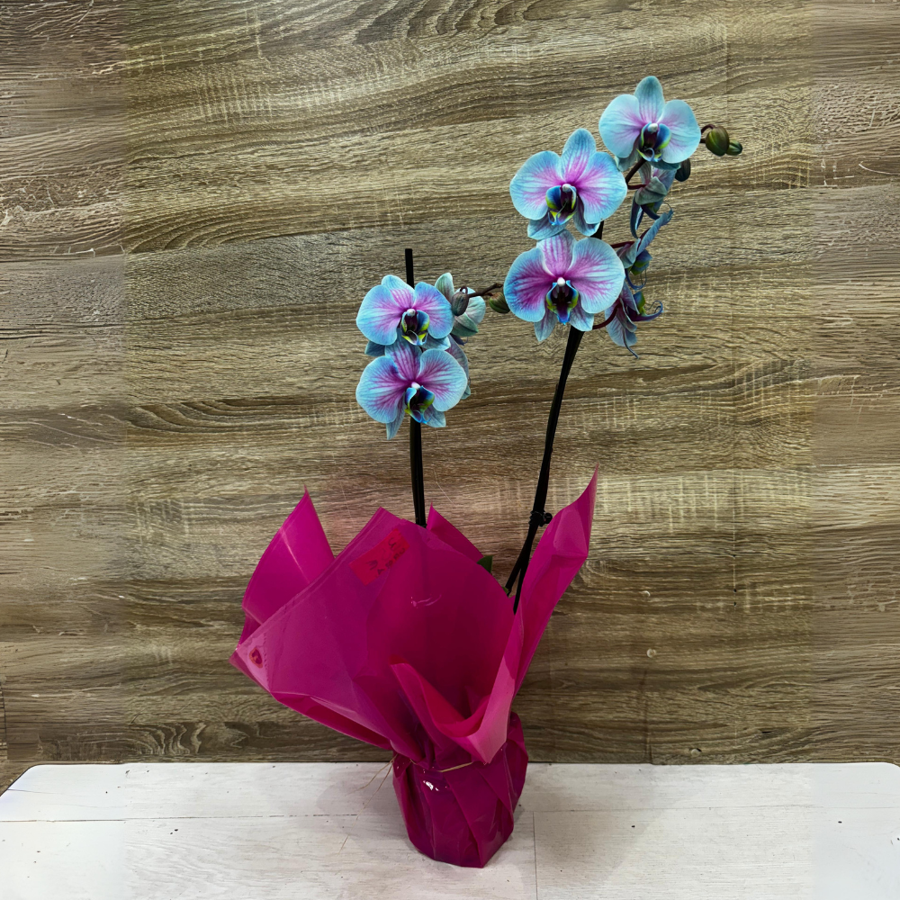 Orquidea Azul