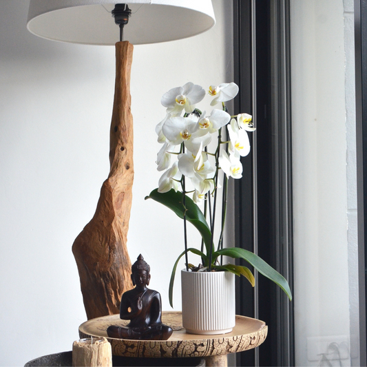 Orquídea Blanca