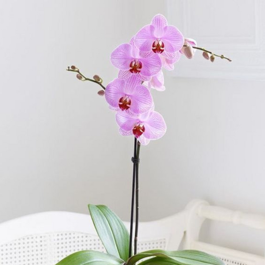 Orquídea lila