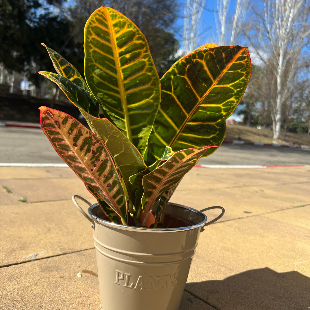 Croton + Macetero