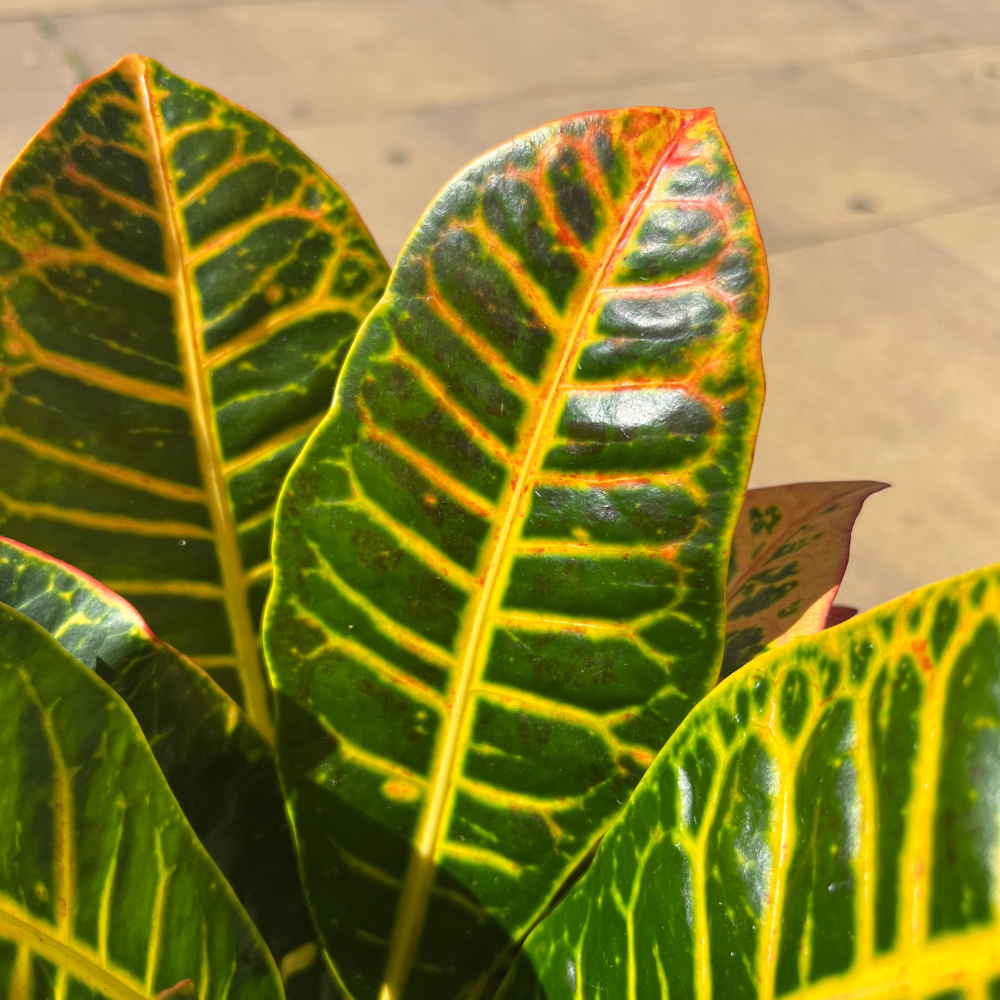 Croton + Macetero