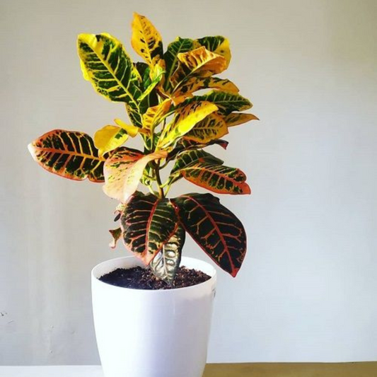 Croton + Macetero