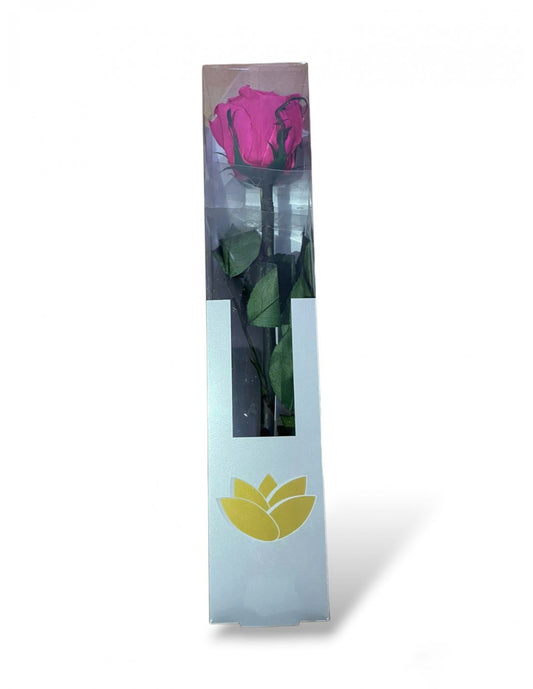 Rosa Eterna Rosa